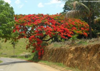 Vila Valério - Árvore a caminho de São Gabriel da Palha